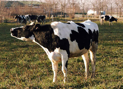 about cow